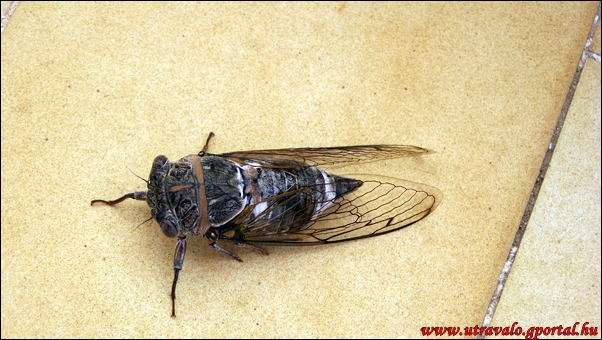 Kabóca